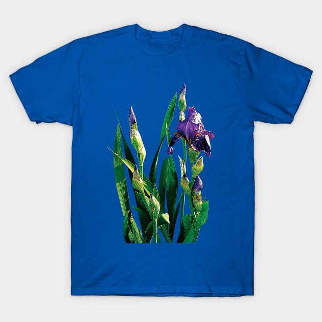 Irises - Purple Iris and Buds T-Shirt by SusanSavad